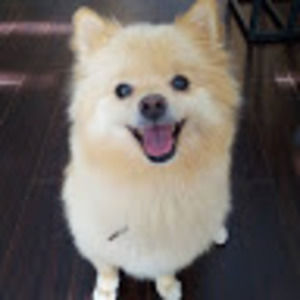 Meet your Posher, Benjamin